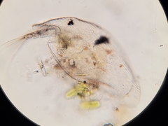 Graptoleberis testudinaria