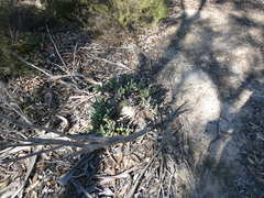 Carpobrotus modestus