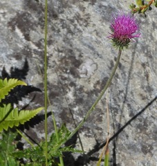 Carduus defloratus carlinifolius