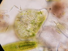 Chlorella