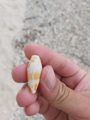 Conus mitratus