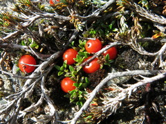 Coprosma perpusilla