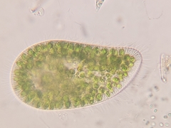 Paramecium bursaria