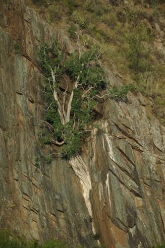 Ficus cordata (Ficus cordata)