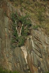 Ficus cordata cordata