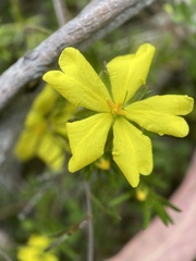 Hibbertia pustulata