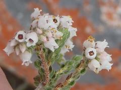Erica oreotragus
