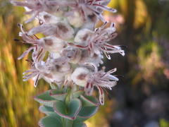 Paranomus spathulatus