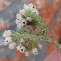 Erica oreotragus