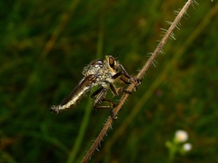 Eutolmus rufibarbis