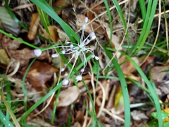 Allium carinatum