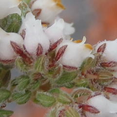 Erica oreotragus
