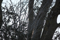 Melithreptus