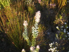 Paranomus spathulatus