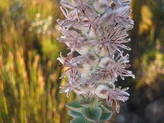 Paranomus spathulatus