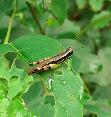 Oxyinae