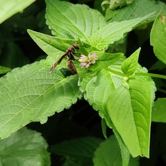 Polistes quadricingulatus