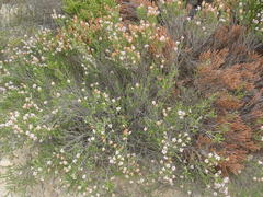 Erica petraea