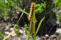 Pygarctia roseicapitis