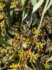 Eucalyptus campanulata