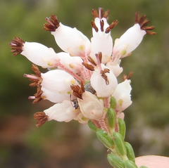 Erica petraea