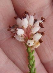 Erica petraea