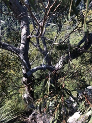 Eucalyptus campanulata