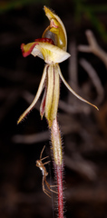 Caladenia pachychila