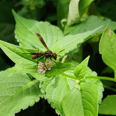 Polistes quadricingulatus