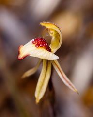 Caladenia pachychila