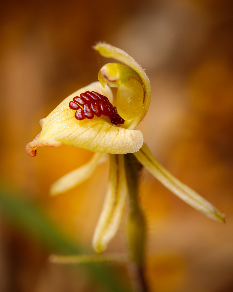 Caladenia pachychila