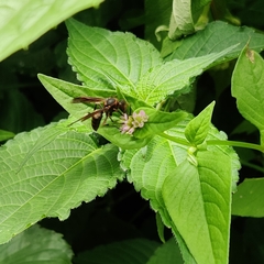Polistes quadricingulatus