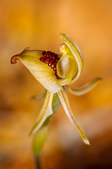 Caladenia pachychila