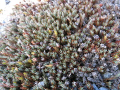 Dracophyllum prostratum