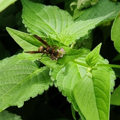 Polistes quadricingulatus