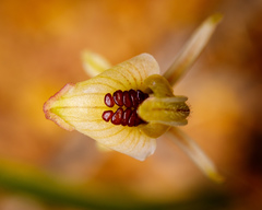 Caladenia pachychila