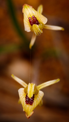 Caladenia pachychila