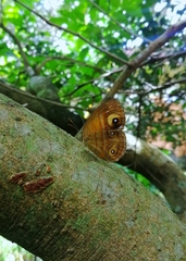 Mycalesis patnia