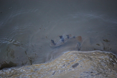 Marilyna pleurosticta