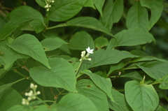Eumachia microdon
