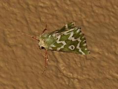 Drepanogynis bifasciata