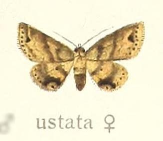 Metacausta