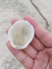 Spondylus nicobaricus