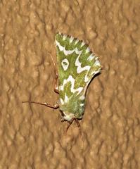 Drepanogynis bifasciata