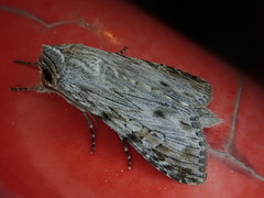 Cucullia maculosa