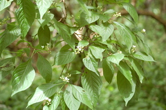 Eumachia microdon