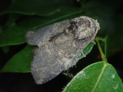 Peridea gigantea