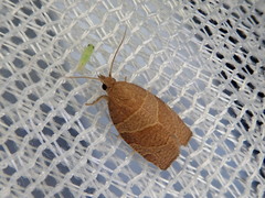 Pandemis cinnamomeana