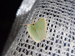 Comostola subtiliaria