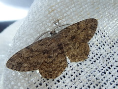 Hypomecis punctinalis conferenda